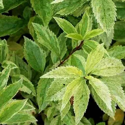 Форзиция ЛЕДНОГОРА промежуточная в Набережных Челнах