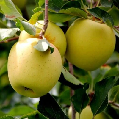 Яблоня ГОЛДЕН ВЛАДИМИРСКИЙ в Набережных Челнах