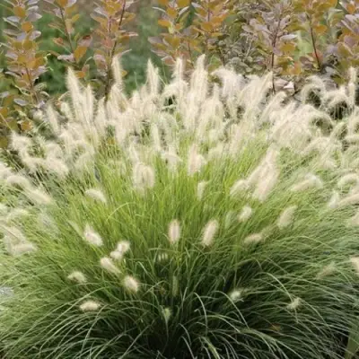 Пеннисетум ХАМЕЛН в Набережных Челнах