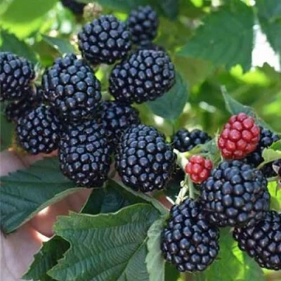 Ежевика ПОЛАР бесшипная в Набережных Челнах