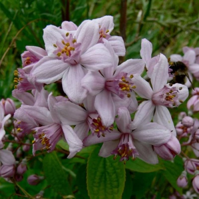 Дейция МОУНТ РОУЗ в Набережных Челнах