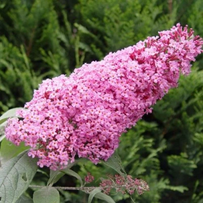 Буддлея давида ПИНК ДЕЛАЙТ в Набережных Челнах