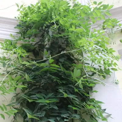 Глициния макростахия БЛЮ МУН в Набережных Челнах