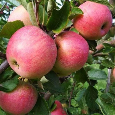 Яблоня ТЕРЕМОК в Набережных Челнах