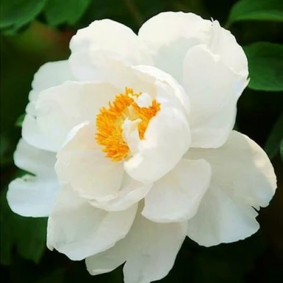 Пион ЛЕТНИЙ ДВОРЕЦ древовидный в Набережных Челнах