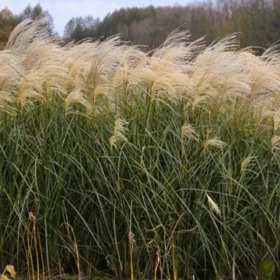 Мискантус ВАНИЛЛА СКАЙ китайский в Набережных Челнах
