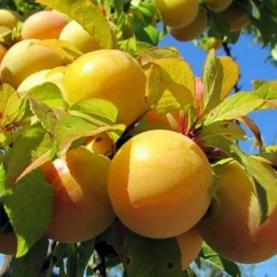 Слива МЕДОВАЯ ЖЁЛТАЯ в Набережных Челнах