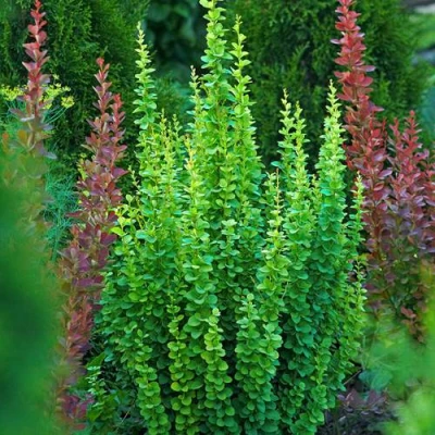 Барбарис ЭРЕКТА тунберга в Набережных Челнах