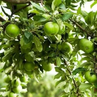 Яблоня ГРЕННИ СМИТ в Набережных Челнах