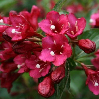 Вейгела ЕВА РАТКЕ в Набережных Челнах