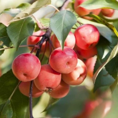 Яблоня ВИШНЕПЛОДНАЯ декоративная в Набережных Челнах