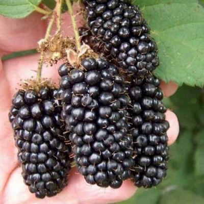 Ежевика ЛОХ НЕСС бесшипная в Набережных Челнах