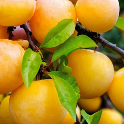 Слива МЕДОВАЯ ЖЁЛТАЯ в Набережных Челнах