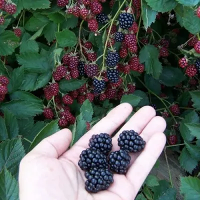 Ежевика ОРКАН бесшипная в Набережных Челнах