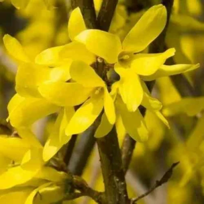 Форзиция ТАРАНДТ промежуточная в Набережных Челнах