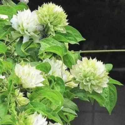 Клематис КОХАНА в Набережных Челнах