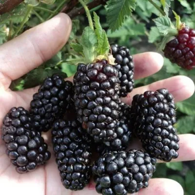 Ежевика ЛОХ НЕСС бесшипная в Набережных Челнах