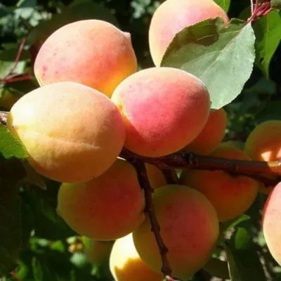 Абрикос СЮРПРИЗ в Набережных Челнах