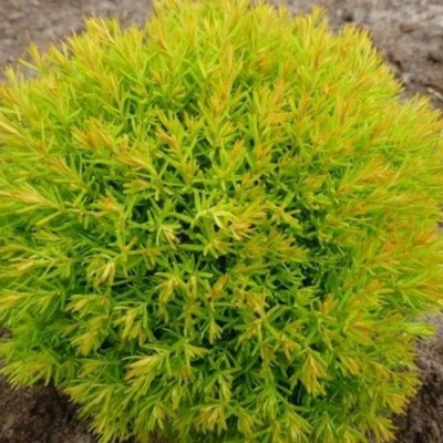 Туя АННИЕК западная в Набережных Челнах