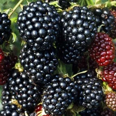 Ежевика ЭВЕРГРИН бесшипная в Набережных Челнах