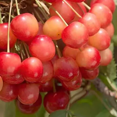 Черешня ЮЛИЯ в Набережных Челнах