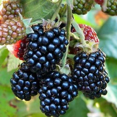 Ежевика ДЖАМБО бесшипная в Набережных Челнах