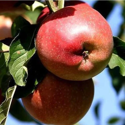 Яблоня АНТЕЙ КИЕВСКИЙ колонновидная в Набережных Челнах