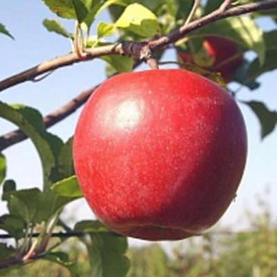 Яблоня ЛИГОЛ в Набережных Челнах