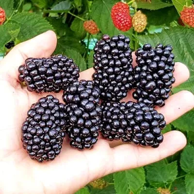 Ежевика ОУАЧИТА бесшипная в Набережных Челнах