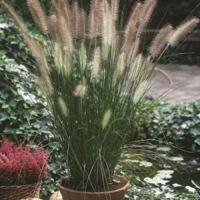 Пеннисетум ХАМЕЛН в Набережных Челнах