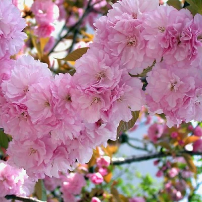 Сакура ОШИДАРЕ в Набережных Челнах