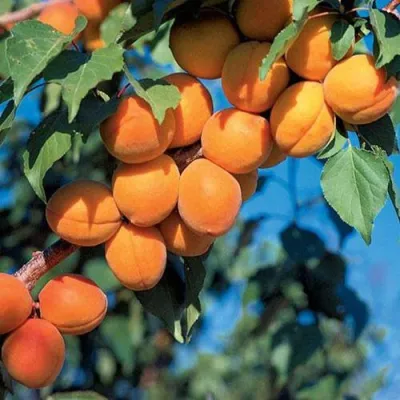 Абрикос ХАРКОТ в Набережных Челнах