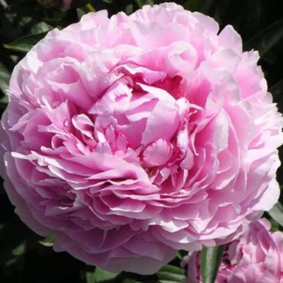 Пион ША-ЛА травянистый в Набережных Челнах