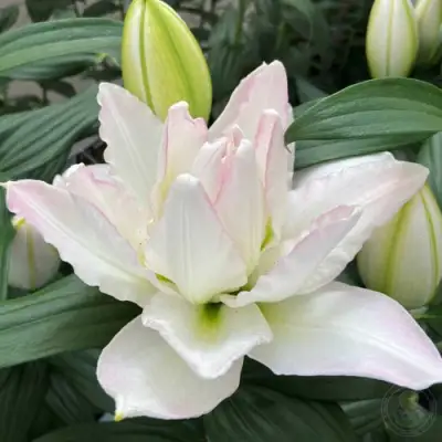 Лилия КАНОВА восточная махровая в Набережных Челнах