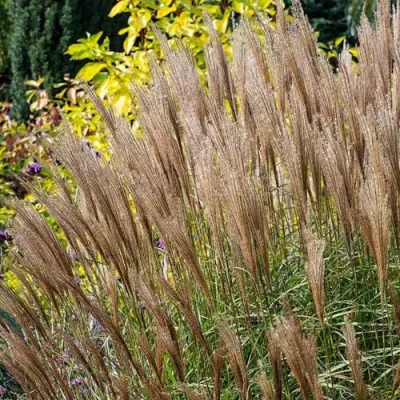 Мискантус КЛЯЙН СИЛЬБЕРСПАЙН китайский  в Набережных Челнах