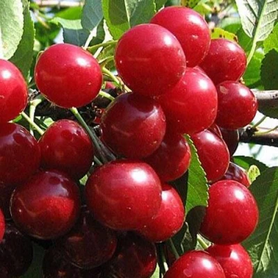 Вишня ГЛУБОКСКАЯ в Набережных Челнах