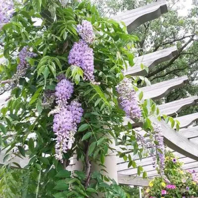Глициния макростахия БЛЮ МУН в Набережных Челнах
