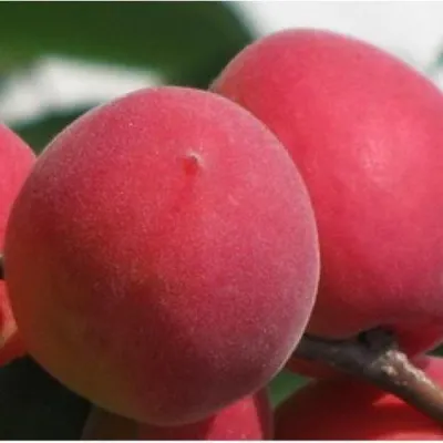 Абрикос РУБИН в Набережных Челнах