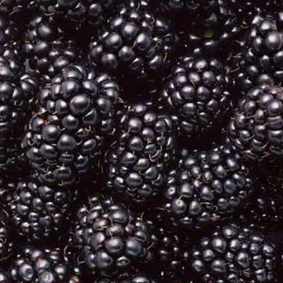 Ежевика ОРКАН бесшипная в Набережных Челнах