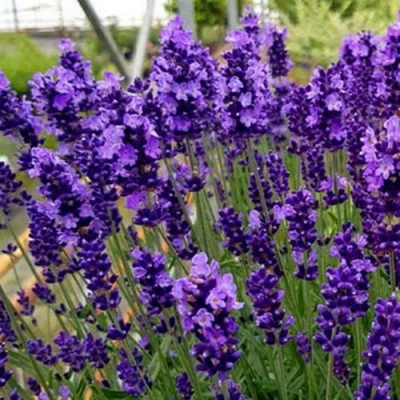 Лаванда ХИДКОТ БЛЮ узколистная в Набережных Челнах