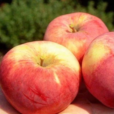 Яблоня ОРЛОВИМ в Набережных Челнах