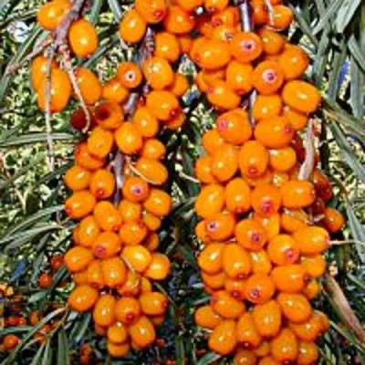 Облепиха СУДАРУШКА в Набережных Челнах