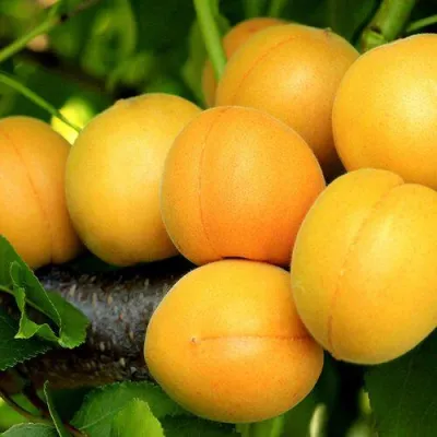 Абрикос ЦАРСКИЙ в Набережных Челнах