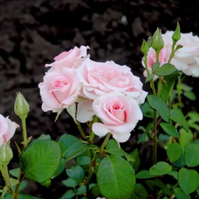 Роза ФЛАМИНГО чайно-гибридная в Набережных Челнах