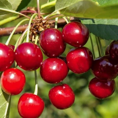 Вишня ЛЮБСКАЯ в Набережных Челнах
