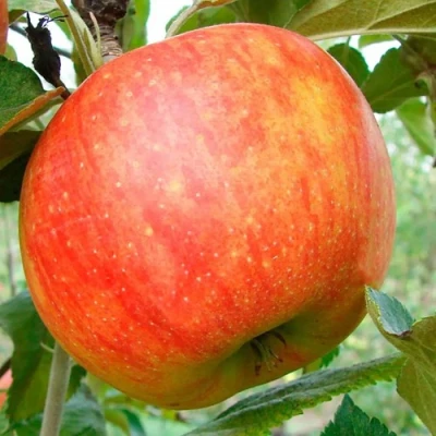 Яблоня ЦЕЛЕСТЕ в Набережных Челнах