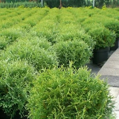 Туя ТИНИ ТИМ западная в Набережных Челнах