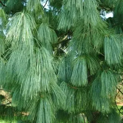 Сосна гриффита в Набережных Челнах