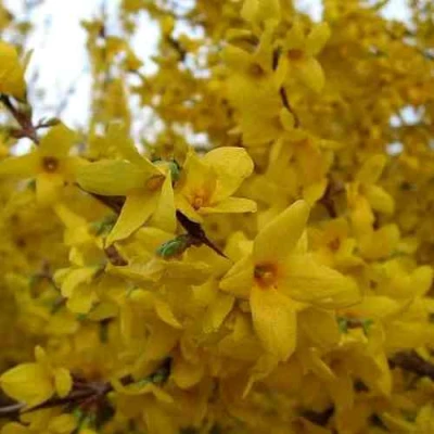 Форзиция ТАРАНДТ промежуточная в Набережных Челнах