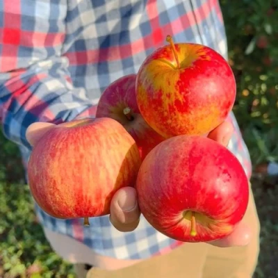 Яблоня КРАСАВИТА в Набережных Челнах